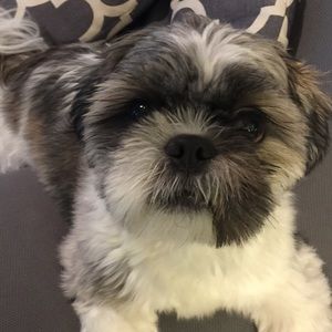 Meet your Posher, William